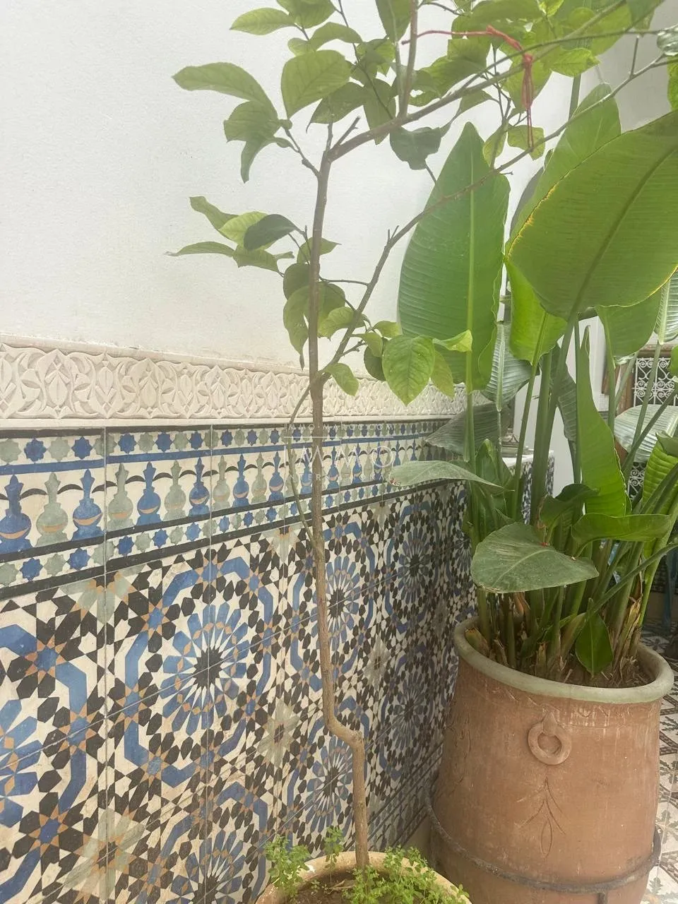 *for sale: 100 m² titled riad to renovate in the sought-after mouassine district, near the secret garden!