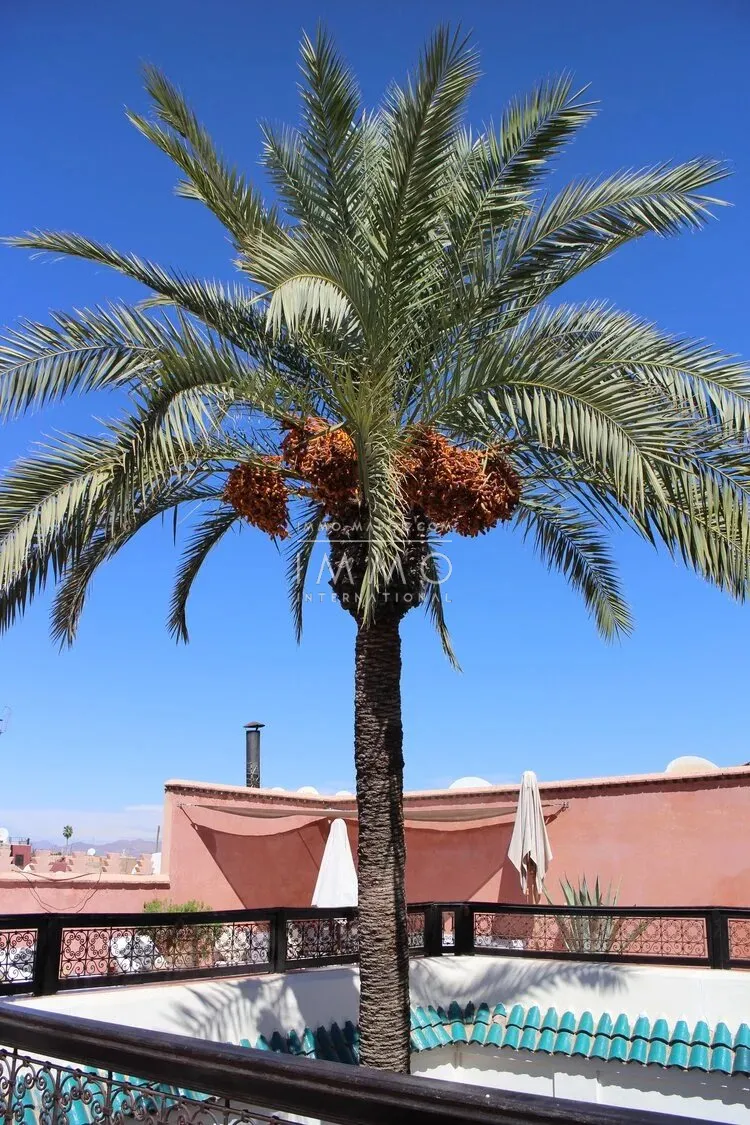 For sale: riad guest house – 700,000 euros.