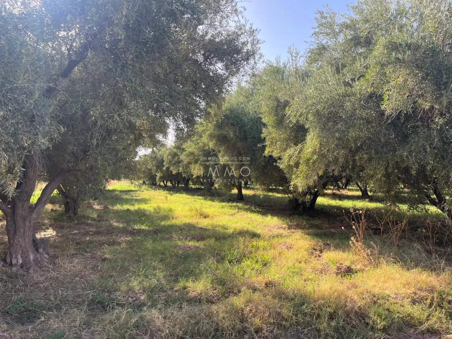 For sale - exceptional 1 hectare plot in marrakech