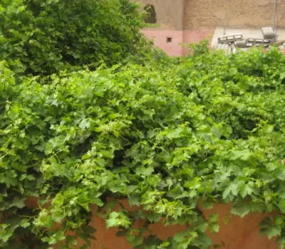 purchase Riad Marrakech Medina Other Sectors