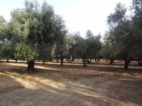 purchase property Land villa Marrakech Golfs Al Maaden