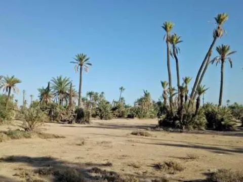Land for sale Land villa Marrakech Palmeraie Circuit Palmeraie