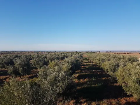 Land for sale Farm Marrakech Exterior Road Sidi Abdellah Ghiat